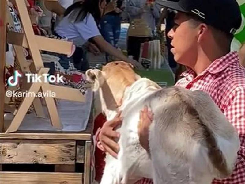 Joven cargando el becerro.