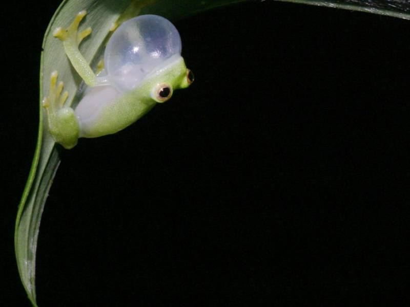 El bosque ecuatoriano Los Cedros alberga cientos de criaturas extraordinarias en peligro de extinción.