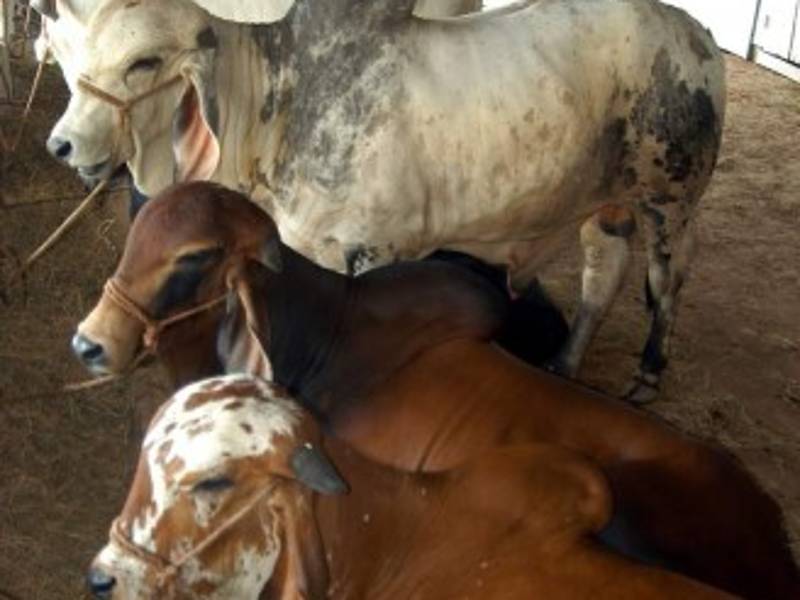 La población de ganado vacuno ha venido en declive en los últimos años.