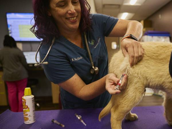 Kelly McGuire vacunó a un golden retriever de 14 semanas en su clínica en Colorado.