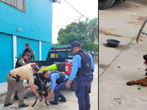 La Policía Nacional aseguró esta tarde a un <b>Rottweiler</b> que había atacado a tres personas en su vivienda en el sector de la <b>Rivera Hernández</b>, en San Pedro Sula, Cortés.
