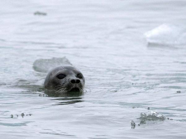 Una foca arpa frente a las Islas Svalbard, un archipiélago noruego.