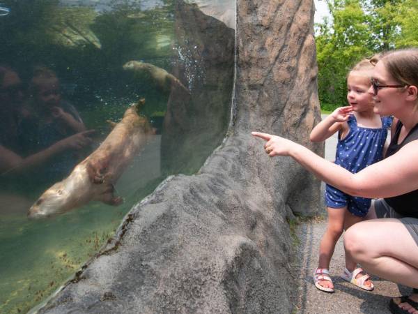 Zoo New York, en la pequeña ciudad de Watertown, se está quedando sin dinero. Visitantes observan nutrias.