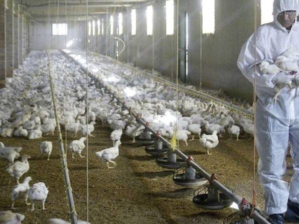 La OMS expresa su preocupación por la transmisión de la gripe aviar al hombre.