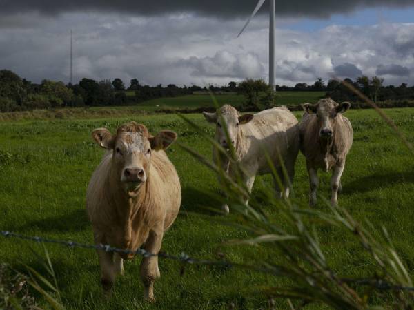 Vacas cerca del sitio de un centro de datos propuesto en Killala, Irlanda. Esos proyectos enfrentan oposición.