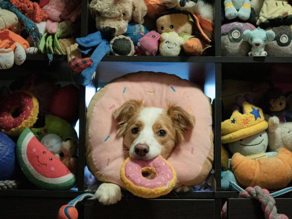 En una foto proporcionada por Verónica Suen, Miso, un border collie macho canadiense de 6 años, conoce los nombres de unos 200 juguetes y participó en un nuevo estudio sobre cómo algunos perros aprenden palabras.