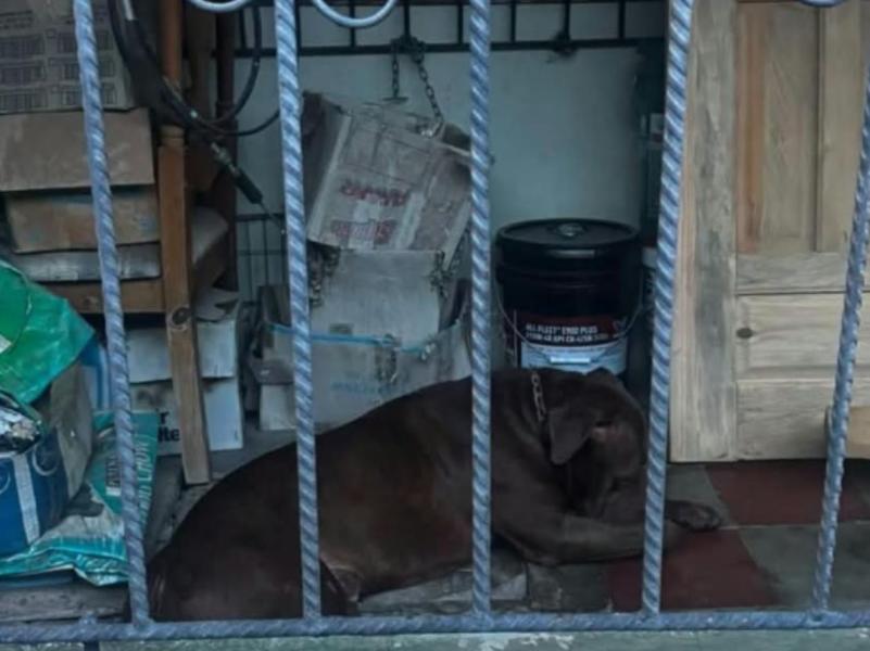 Así fue el brutal ataque del pitbull Zeus que acabó con la vida de don Alex Maldonado en TGU