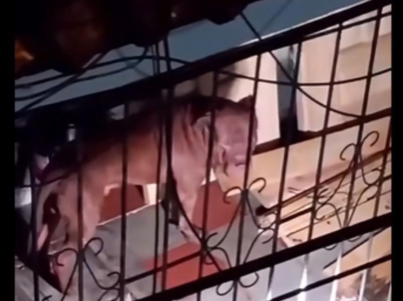 Así fue el brutal ataque del pitbull Zeus que acabó con la vida de don Alex Maldonado en TGU