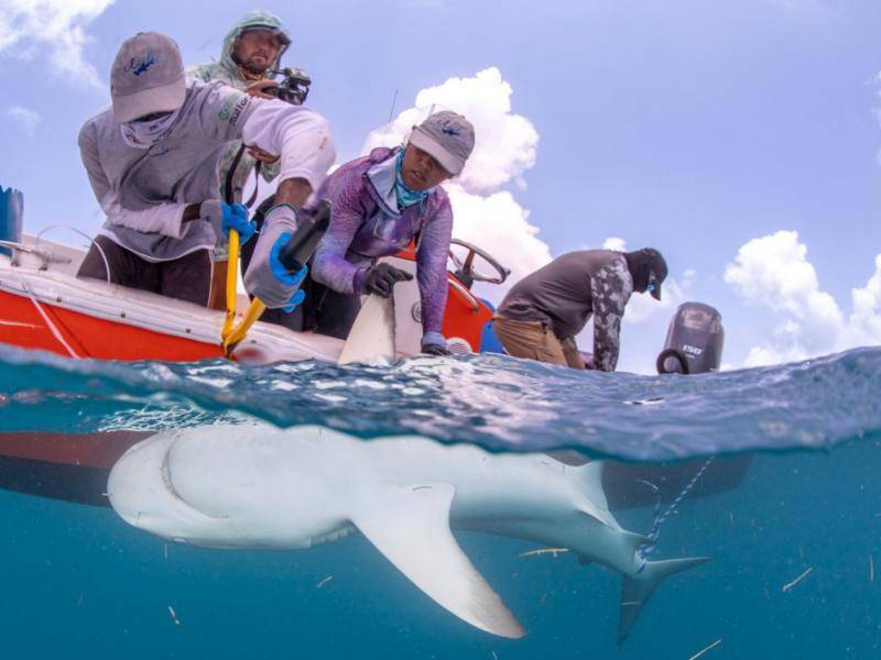 La joven Gabriela etiquetando a un tiburón para su cuidado y monitoreo.