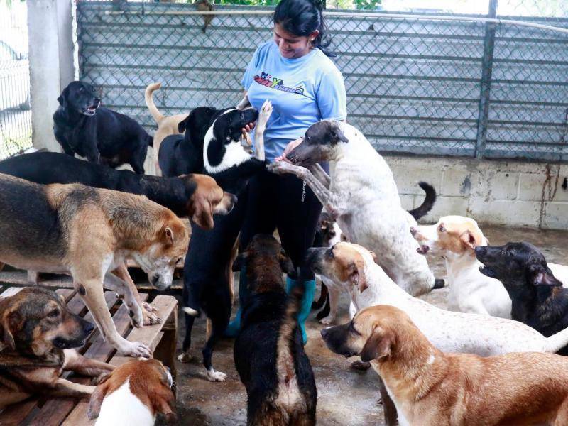 El abandono y el maltrato dejan a decenas de animales en situación de vulnerabilidad, mientras los refugios buscan brindarles protección y una nueva oportunidad.