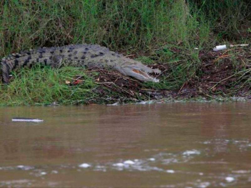 Cocodrilo en un río de Honduras | Fotografía de archivo
