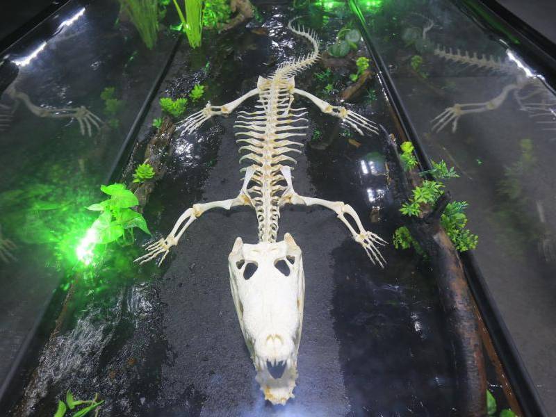 En las redes sociales Tik tok, Instagram, Facebook hay contenido interesante relacionada al museo: @origenhn. Fredys ha incursionado en las plataformas digitales con contenido educativo y científico.