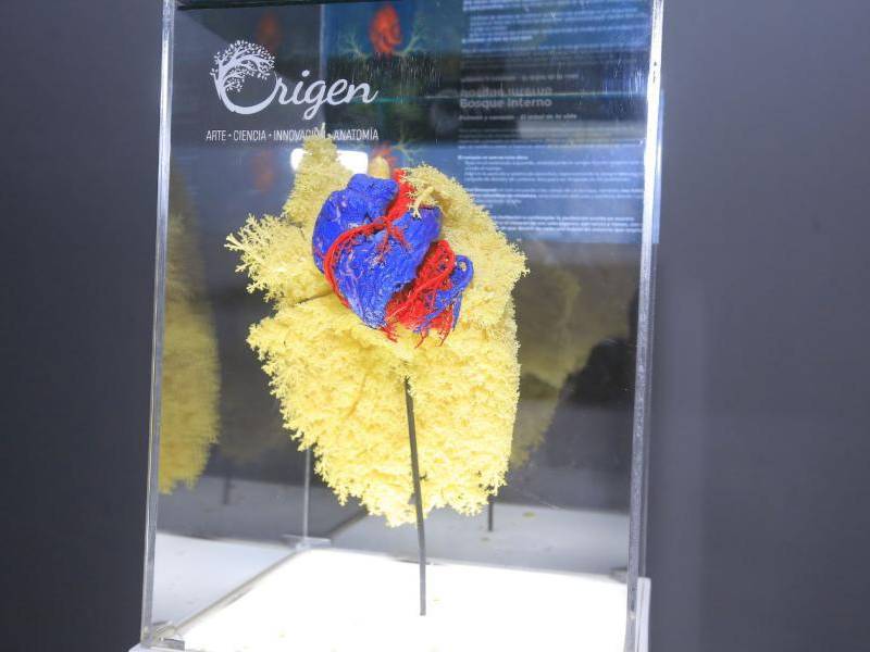 Fredys Chávez y Origen: uniendo ciencia y arte en Honduras