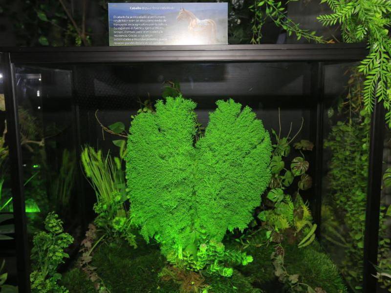 Para hacer realidad este sueño, la madre de Fredys Chávez tuvo que hipotecar su casa. La inversión es enorme, pero el hondureño no pierde la fe en hacer un museo único y el más grande de Centroamérica, e incluso, de Latinoamérica.