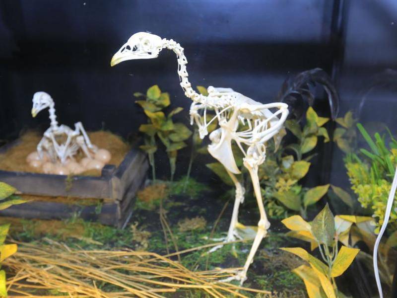 Fredys Chávez y Origen: uniendo ciencia y arte en Honduras