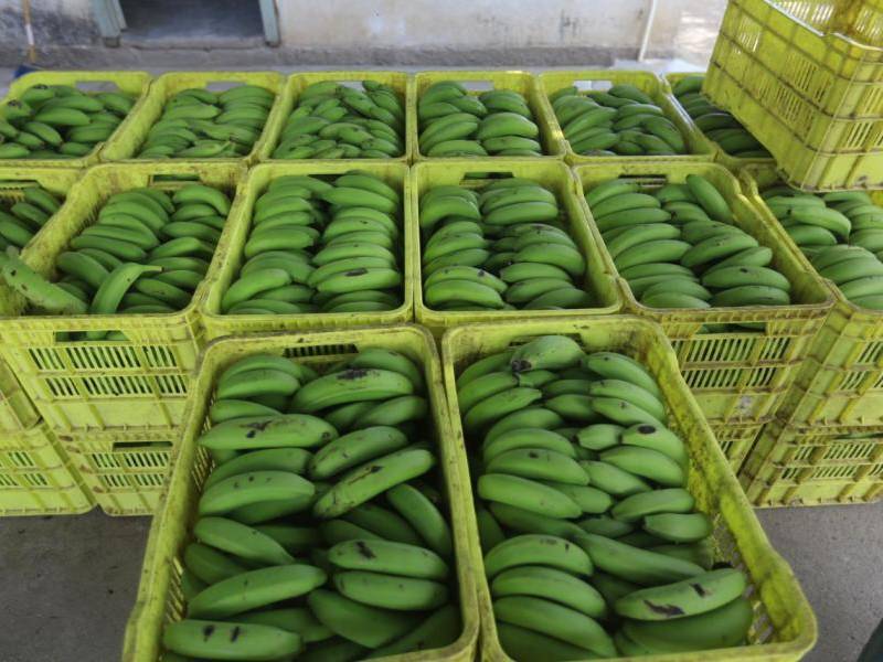 El banano producido en el valle de Sula es destinado a la exportación, principalmente hacia mercados como el de Estados Unidos.