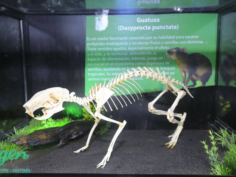 La exposición está en Megamall de SPS. Abierto de lunes a domingo de 10 a. m., a 8 p. m. La entrada general vale 150 lempiras. Niños menores de 10 años, a L100; y niños menores de 5 años entran gratis. Tarifas especiales a grupos estudiantiles.