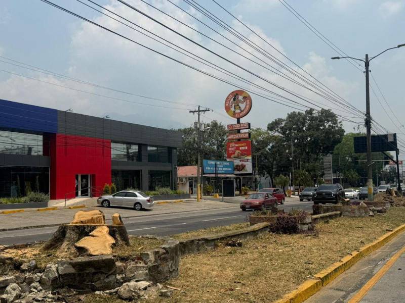 Los ambientalistas manifiestan que deben reforestar la ciudad y si una tala es necesaria deben hacerse con una planificación adecuada y no por un impulso.