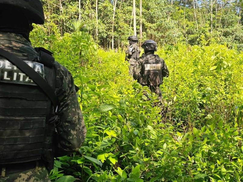 Los arbustos de hoja de coca fueron localizados en una zona montañosa de Hicaca, Yoro.