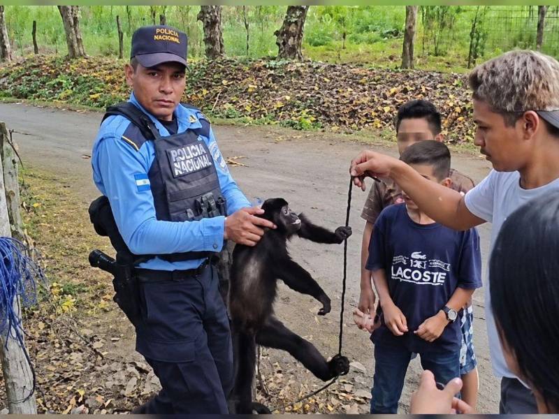 El animal ya está bajo el cuidado de las autoridades.