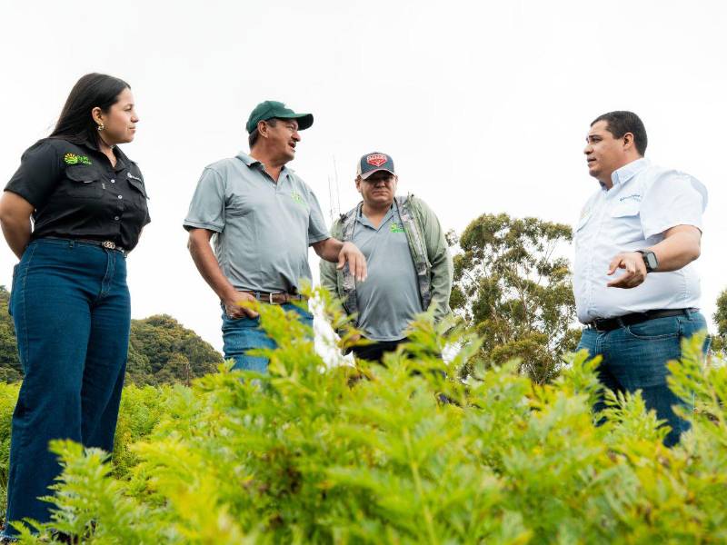 Desde hace 18 años el programa De Mi Tierra acompaña a productores hondureños con financiamiento, asistencia técnica y acceso a mercados formales.