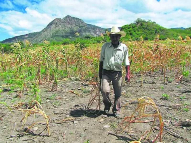 Según la IFRC, 103 municipios hondureños se encuentran en alerta roja y otros 234 permanecen bajo distintos niveles de alerta.