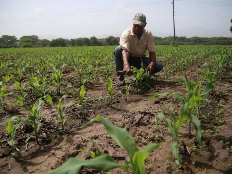 Productores agropecuarios, arroceros, salineros y camaroneros serán beneficiados con tasas de interés máximas del 2% anual y plazos de hasta 15 años.