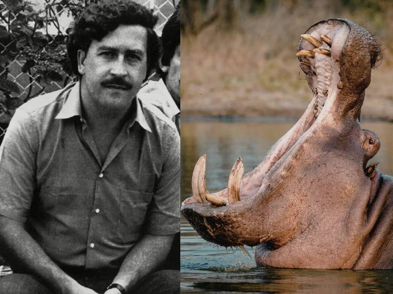 Lo que comenzó como un capricho del narcotraficante Pablo Escobar hoy se ha convertido en una amenaza real. Más de tres décadas después, los hipopótamos que alguna vez formaron parte de su zoológico privado podrían enfrentar su capítulo final.
