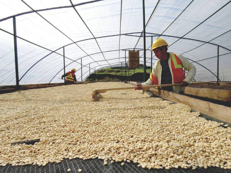 Caficultores seca café en un silo del occidente del país.