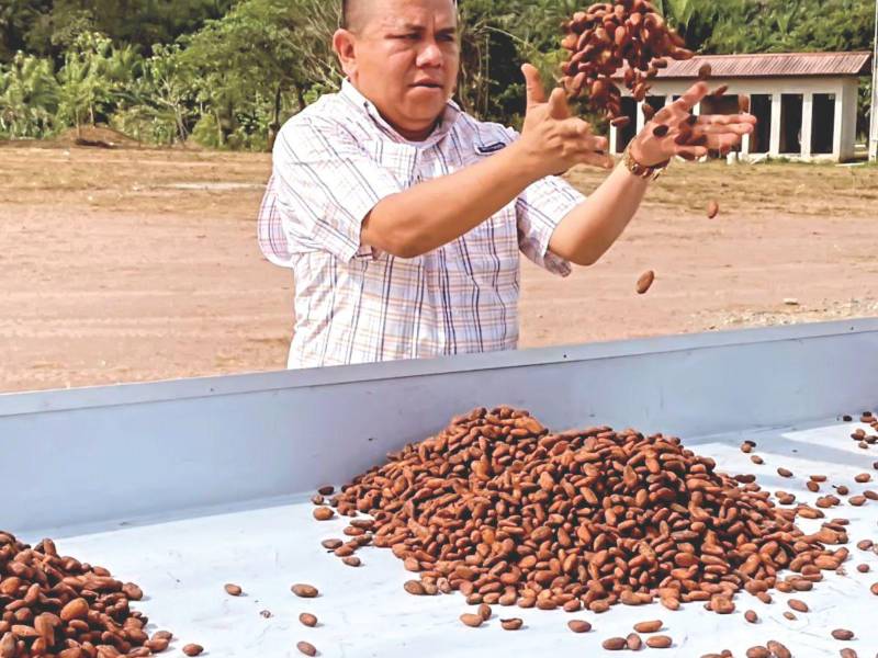 Los cacaoteros hondureños deben mejorar el proceso de postcosecha para poder vender su producto a mercados más especiales