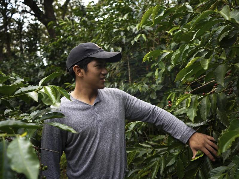 Carlos Amaya ha enfocado sus estudios en mejorar la calidad del café, con el objetivo de aplicar ese conocimiento en la finca familiar y proyectar su café.
