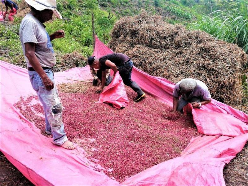 En Honduras se producen dos millones de quintales de frijoles, mientras que el consumo ronda los 2.4 millones, por lo que se importa desde Nicaragua para cubrir el déficit.