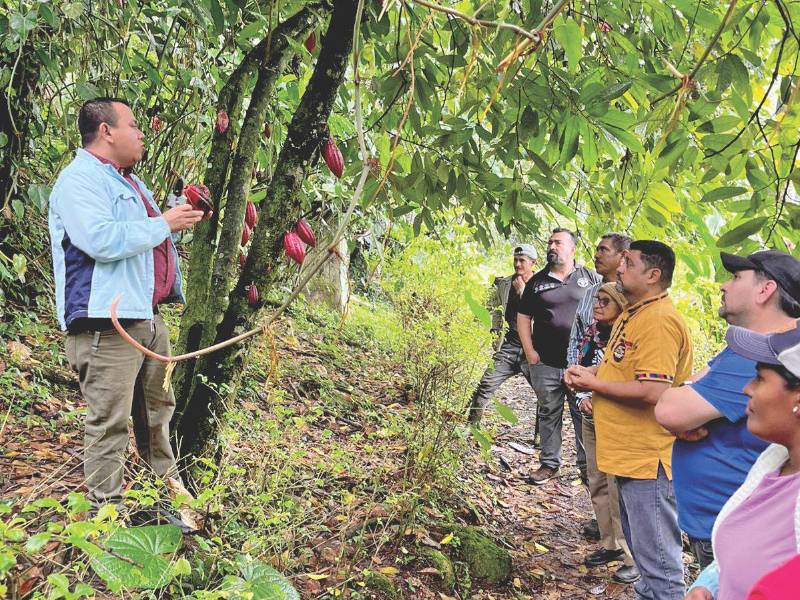 El IICA y la SAG han capacitado a productores hondureños en la producción y postproducción del cacao