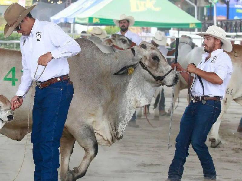 Desde becerros hasta ejemplares adultos participaron en el juzgamiento de la raza Brahman