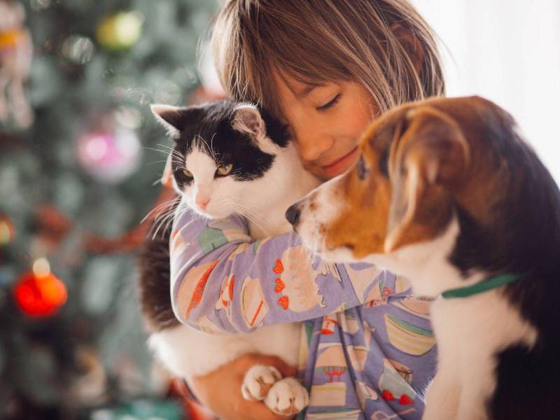 Aunque no usen palabras como las personas, las mascotas tienen su forma especial de comunicarse. Lo hacen usando todos los recursos que tienen, como los ruidos y movimientos. En el caso de la cola, esta suele indicar alegría y entusiasmo. Si la mueve principalmente hacia el lado derecho, se trata de un estímulo positivo. Si por el contrario, baja la cola y la mete entre sus patas, quiere decir que está con miedo o sintiendo agresividad.