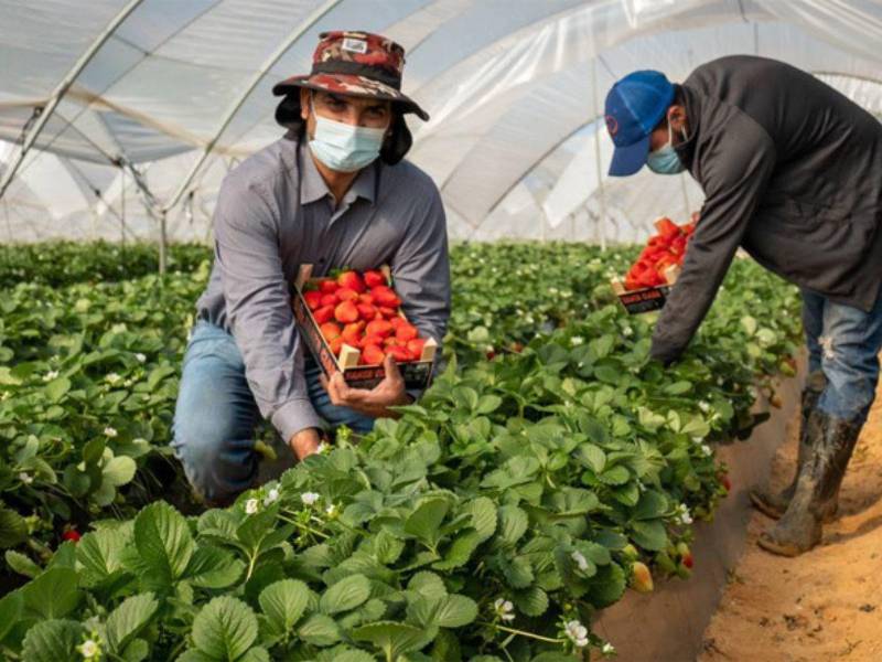 Hondureños recogiendo fresas en Huelva, España.
