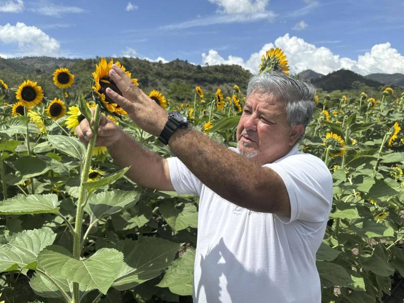 Fotografía que muestra al gerente de Operaciones del Paseo de los Girasoles, Raúl Cueva, durante una entrevista con EFE en Paseo de los Girasoles de Copán Ruinas (Honduras). EFE/ Germán Reyes