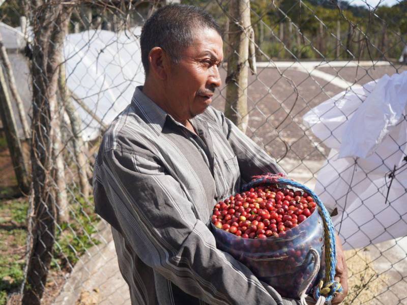 Expertos del sector señalan que factores climáticos, mayor producción internacional y movimientos financieros influyen en la reciente variación del precio del café.