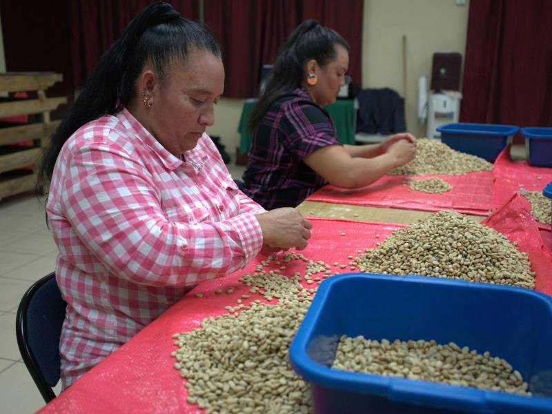 Cada grano de café es cuidadosamente seleccionado por manos expertas de mujeres en el centro.