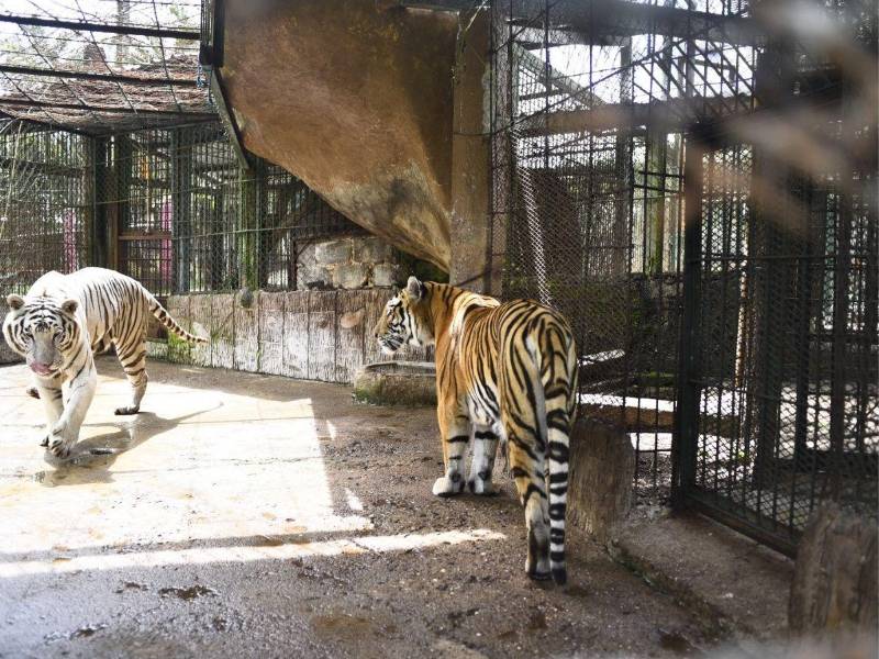 Una de las especies más llamativas para los visitantes son los tigres de bengala Noel y Pandita, nacidos en el zoolgico.