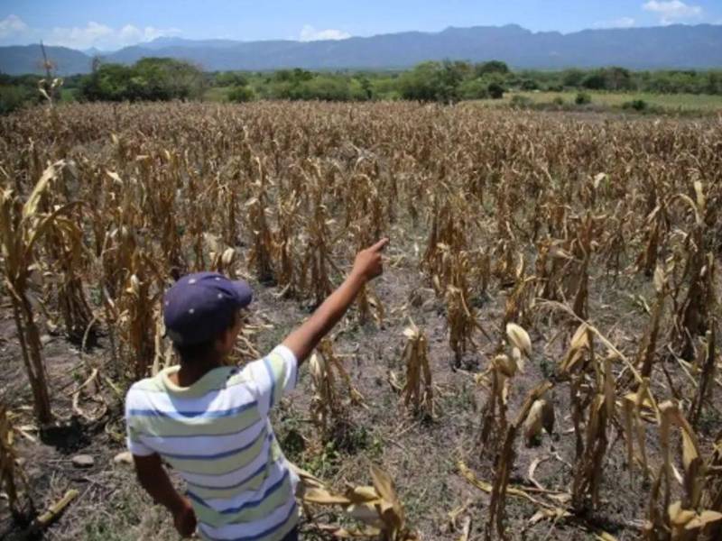 La sequía continúa golpeando a varios municipios de Honduras. Ante esta situación, la Amhon pidió adelantar los recursos correspondientes a agosto y septiembre para las zonas bajo alerta roja.