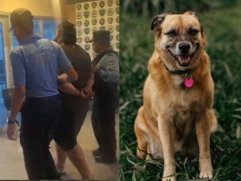 La Policía Nacional informó que un hombre de 31 años fue detenido durante un allanamiento de morada en el barrio Zaragoza de esa ciudad. Al sospechoso se le supone responsable del delito de maltrato animal.