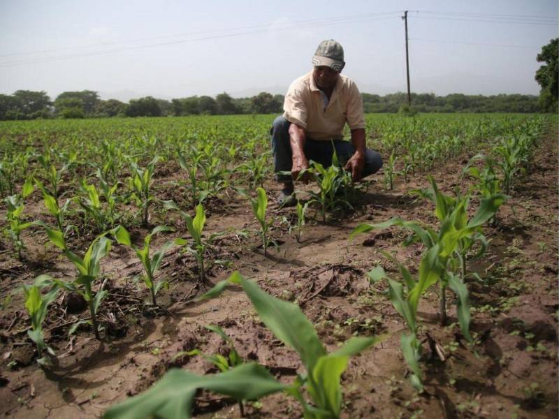 La producción de maíz también ha caído. En 2025 se produjeron cinco millones de quintales, una cifra que productores califican de inconcebible, históricamente, la producción ha oscilado entre ocho y diez millones de quintales.