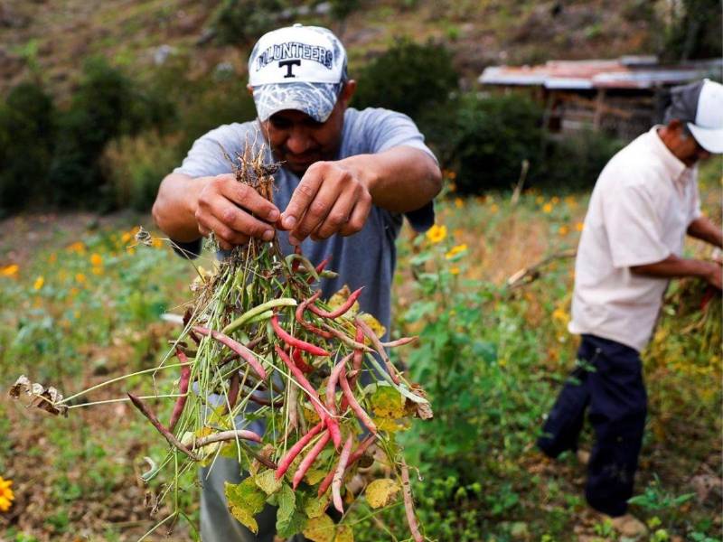 Dos hombres trabajan en un cultivo al aire libre. Uno de ellos sostiene un manojo de plantas de frijol recién arrancadas.