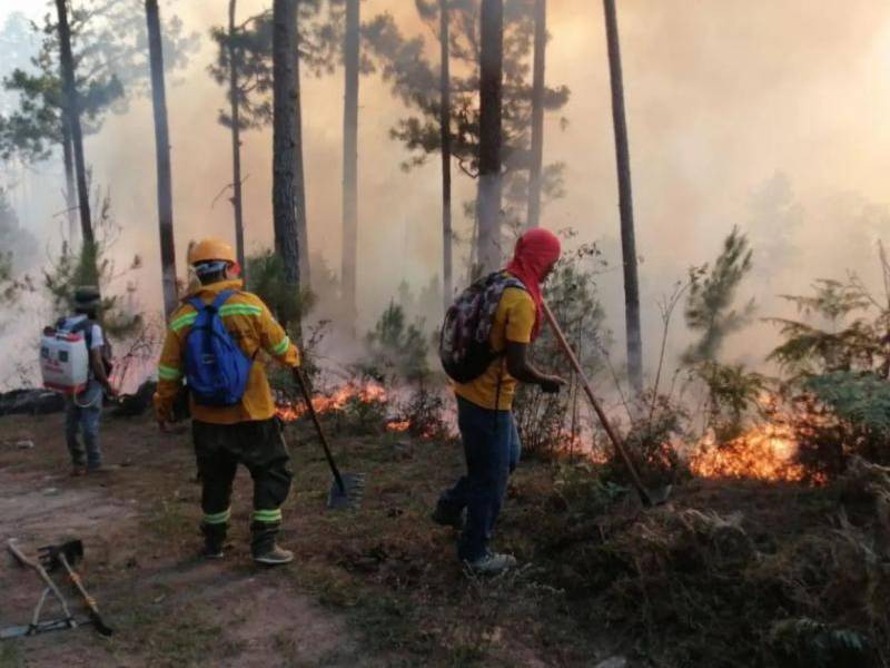 En lo que va de este año, el territorio ha sufrido 150 incendios forestales que devastaron más de 600 hectáreas de bosque.