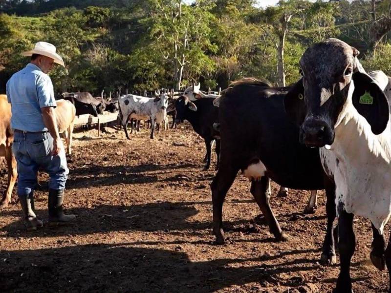 La falta de lluvias afecta gravemente a la agricultura y la ganadería en Honduras, con mayor impacto en algunos departamentos.