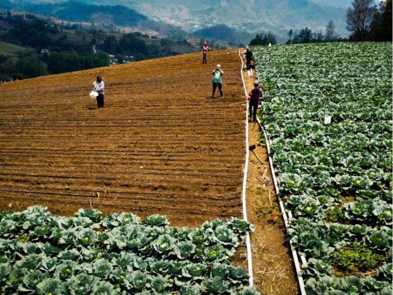 Trabajadores del campo alertan por falta de financiamiento, cambio climático y aumento de insumos, y piden apoyo del Gobierno.