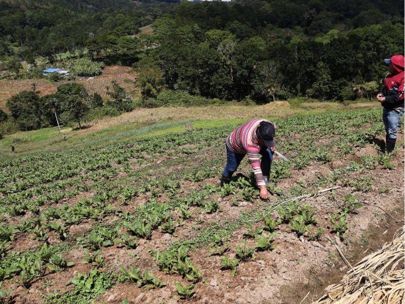 Trabajar en el campo ya no es atractivo para los hondureños de tierra adentro. Los altos costos de producción, la incertidumbre por las condiciones climáticas, los bajos márgenes de ganancia y la falta de oportunidades los han desincentivado.