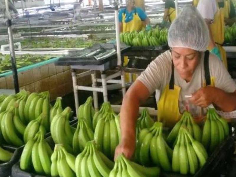 Una mujer selecciona bananos en una planta empacadora de fruta en La Lima, Honduras.
