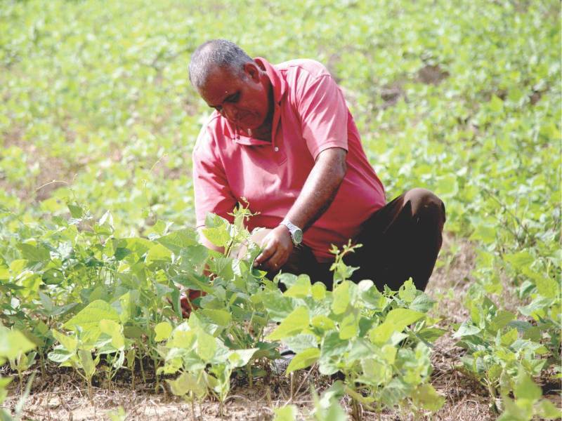 Un agricultor limpia plantas de frijoles en un campo de cultivo.